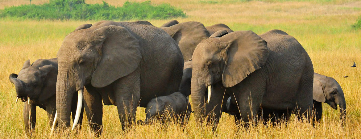 Queen Elizabeth National Park
