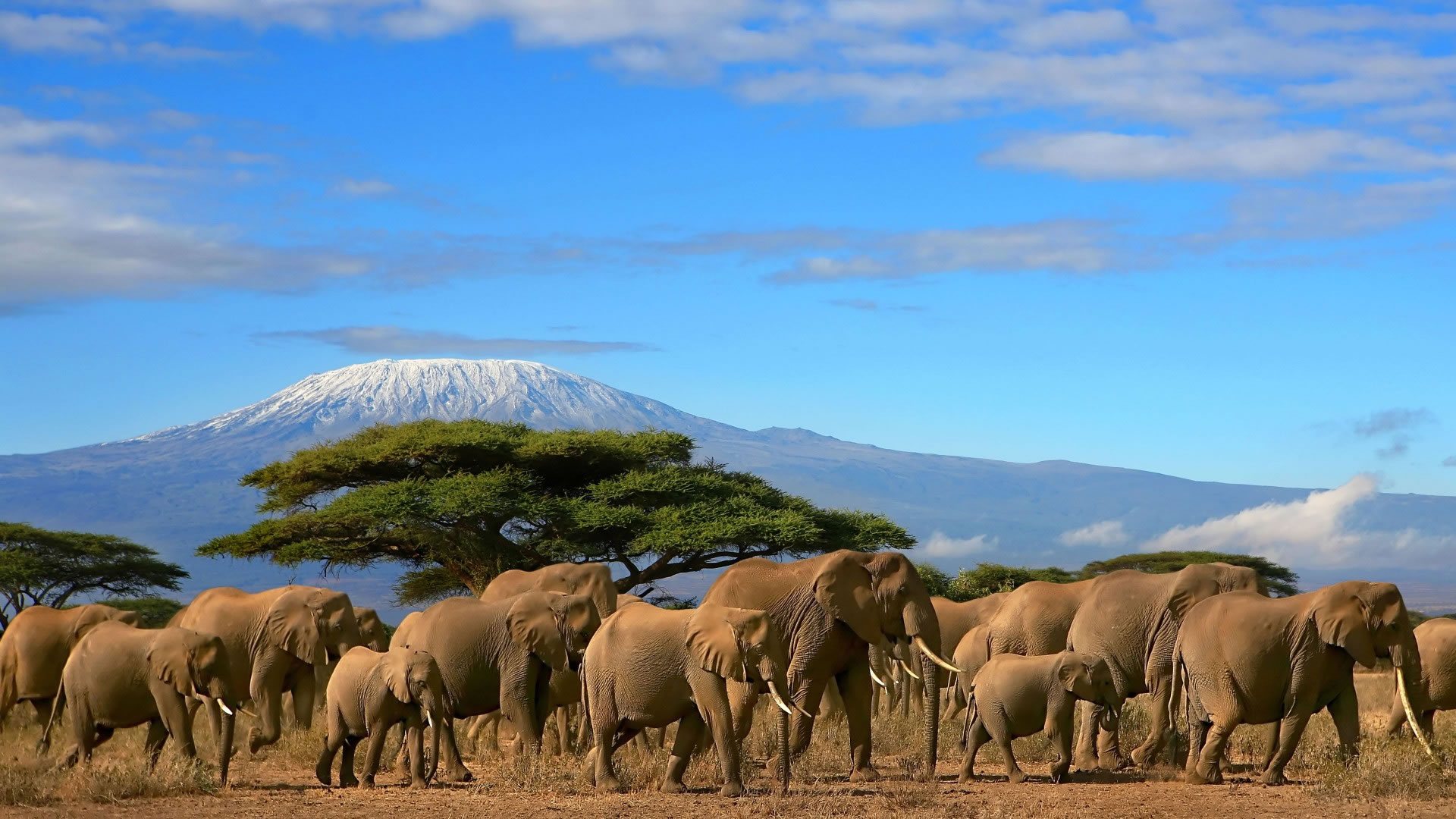 4 Days 3 Nights Tsavo & Amboseli Tour