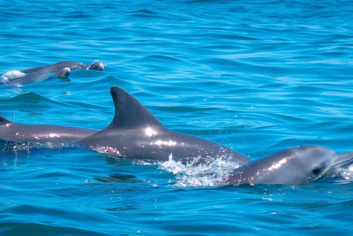Dolphins Watamu Day Trip - Watamu