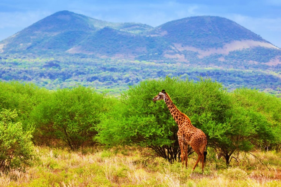 Tsavo