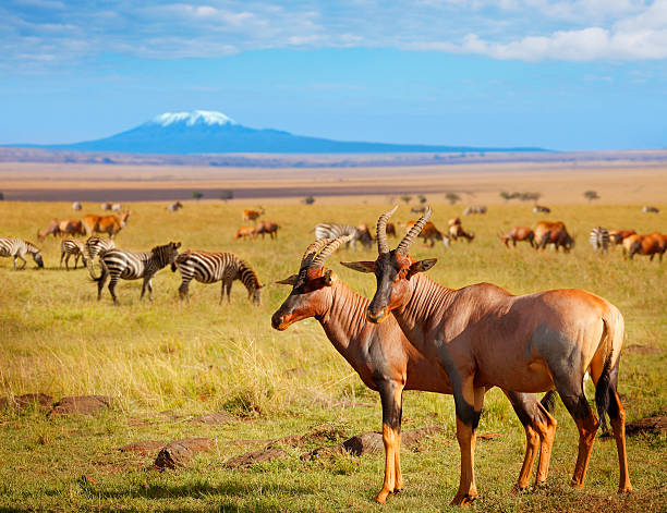 Serengeti