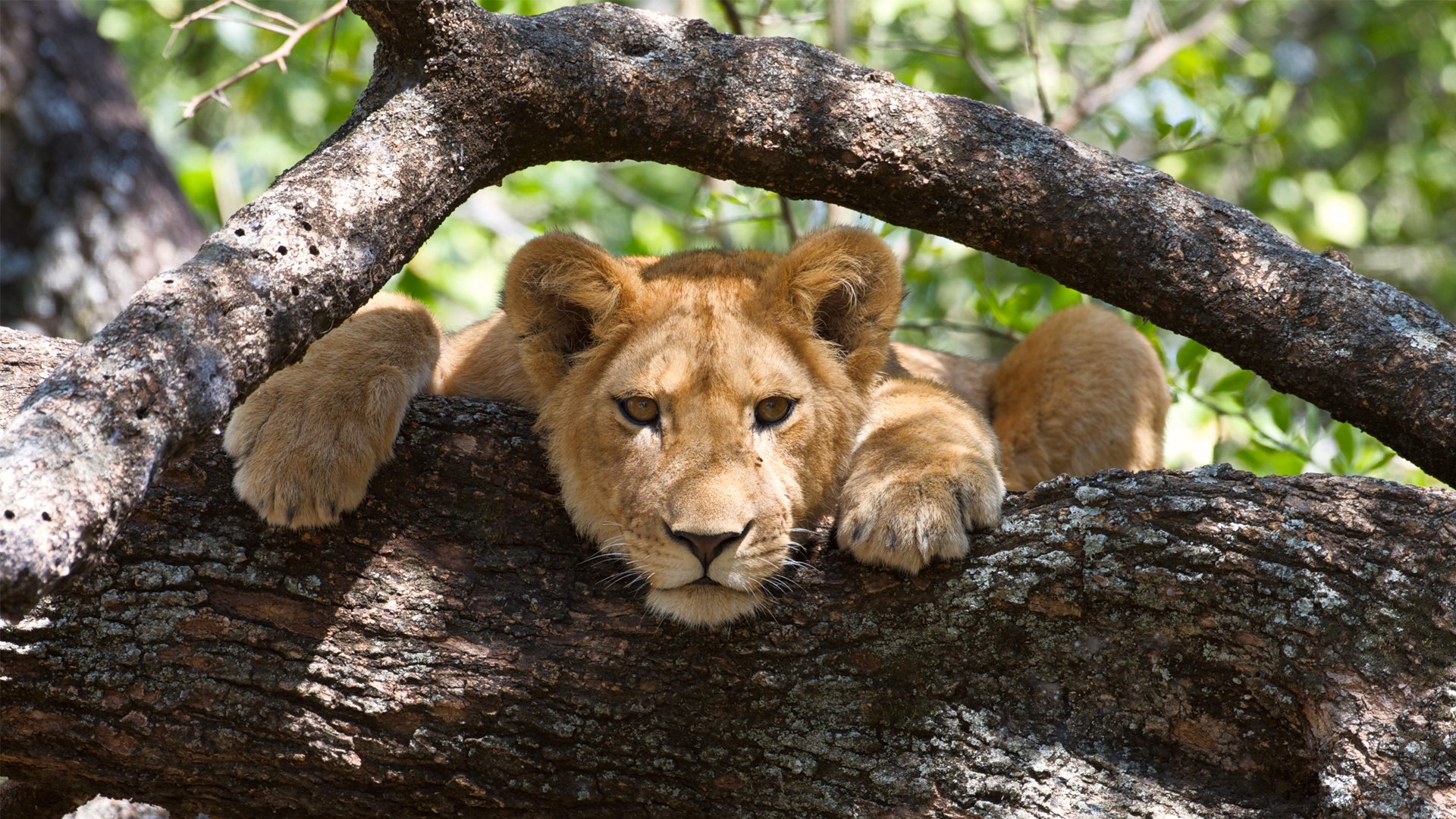 Manyara
