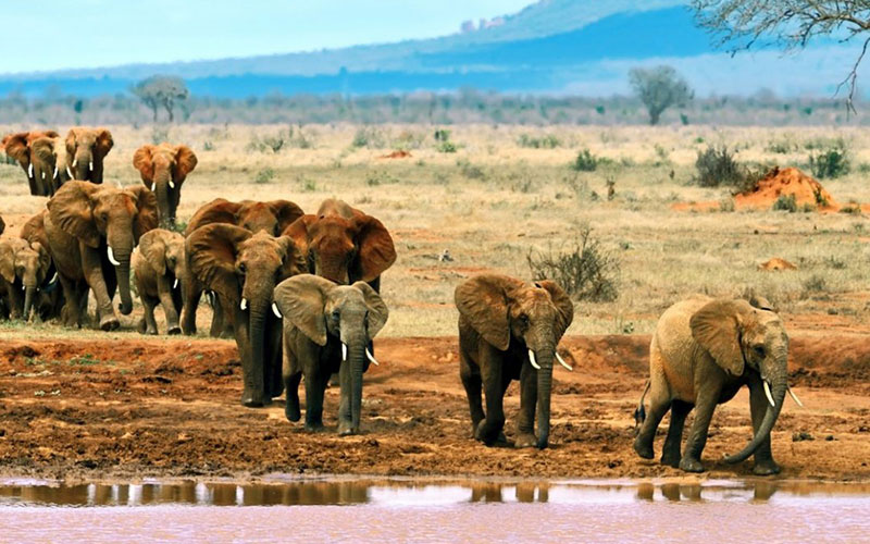 Tsavo