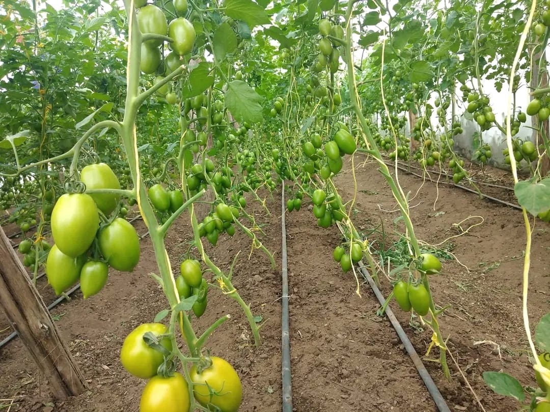 Drip Irrigation