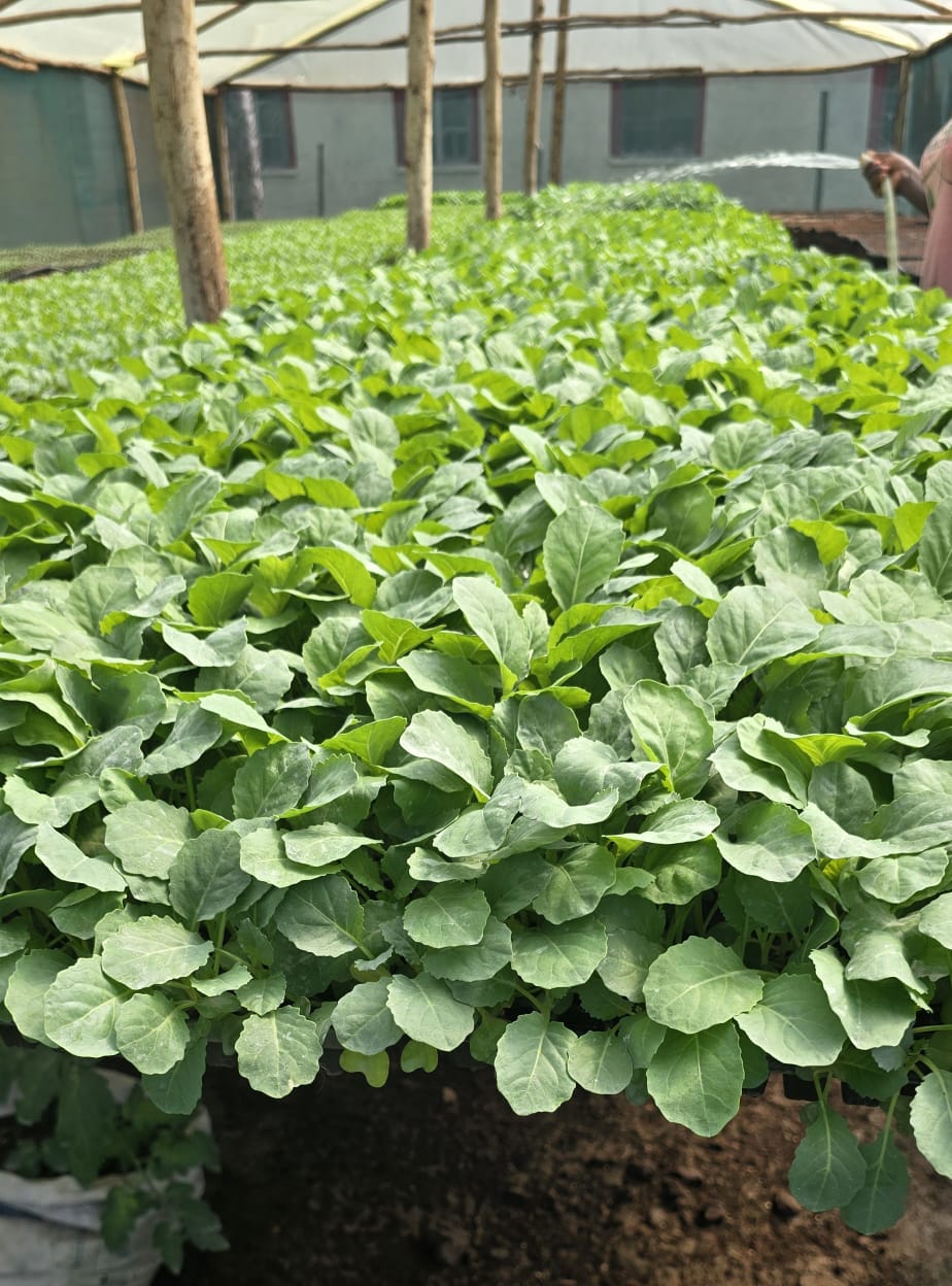 Seedling Propagation