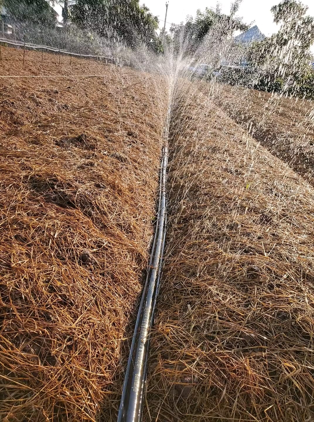Rain Hose irrigation
